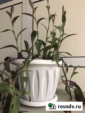 Традесканция Ярославль - изображение 1