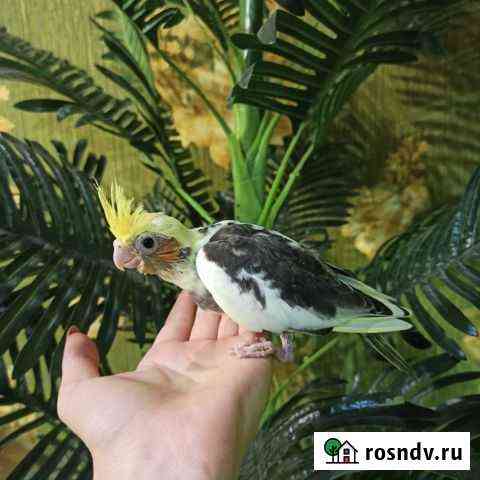 Ручные птенцы корелл (выкормыши) Новошахтинск