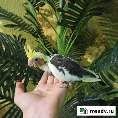 Ручные птенцы корелл (выкормыши) Новошахтинск - изображение 1