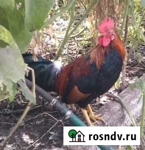 Карликовые петухи Бентамка Старый Оскол - изображение 1