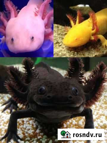 Аксолотль Люберцы - изображение 1