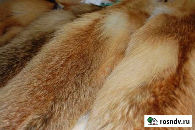 Продаю шкуры лисы.выделка меха Богородск - изображение 1