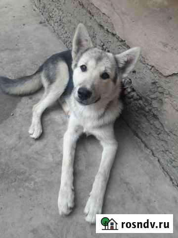 Щенок полухаски в добрые руки Астрахань - изображение 1