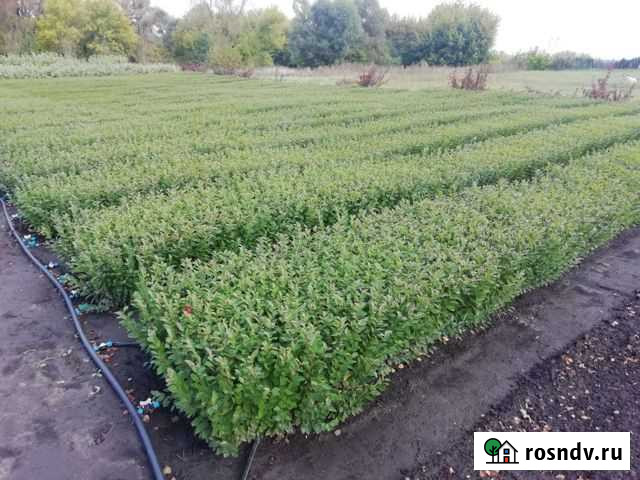 Кизильник блестящелистный Ульяновск - изображение 1