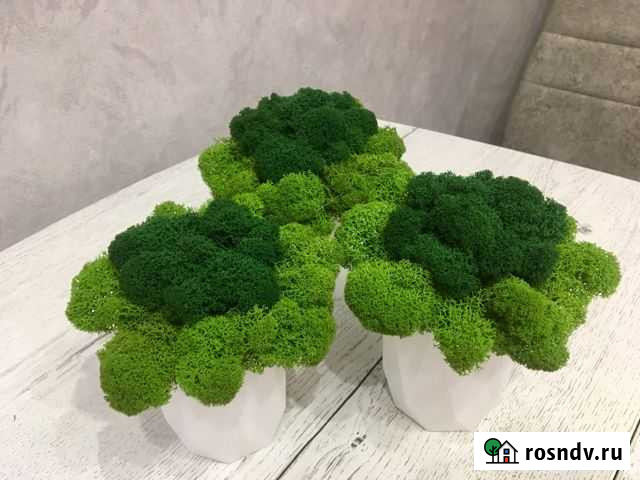 Стабилизированный мох в горшочке Пенза - изображение 1