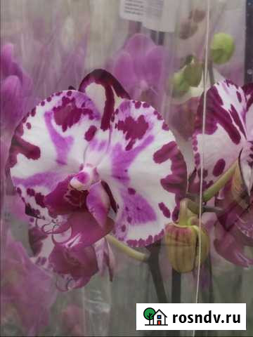 Красивые орхидеи фаленопсис Смоленск - изображение 1