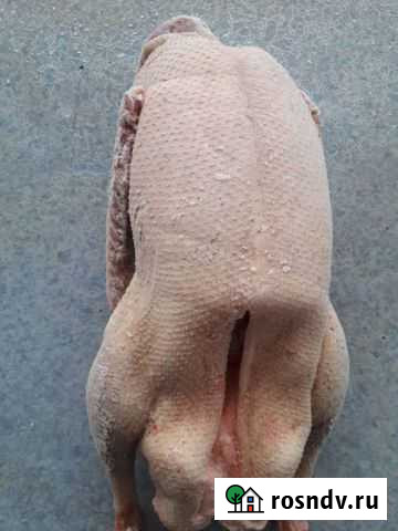 Мясо гуся, бройлер Бердск - изображение 1