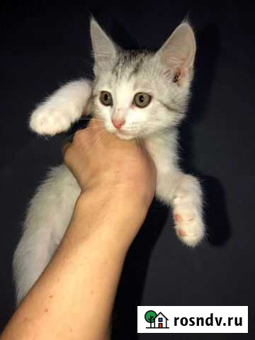 Отдам в самые надёжные руки очаровашек Канаш - изображение 1