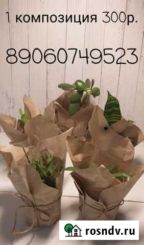 Флорариум Краснознаменск - изображение 1