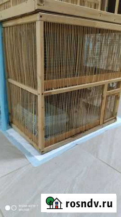 Кролик Кореновск - изображение 1