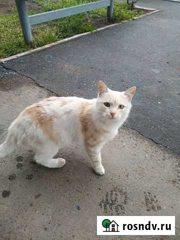 Котик Оренбург - изображение 1