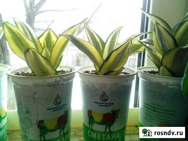 Комнатные растения Миасс - изображение 1