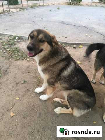 Собака ищет хозяев Волгоград - изображение 1