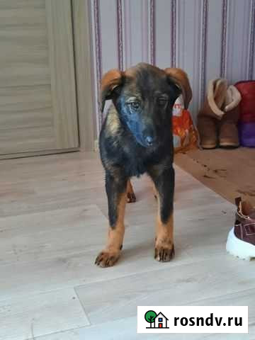 Щенок - девочка ищет дом Курск - изображение 1