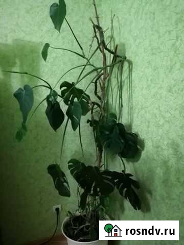 Монстера с горшком Лукоянов - изображение 1