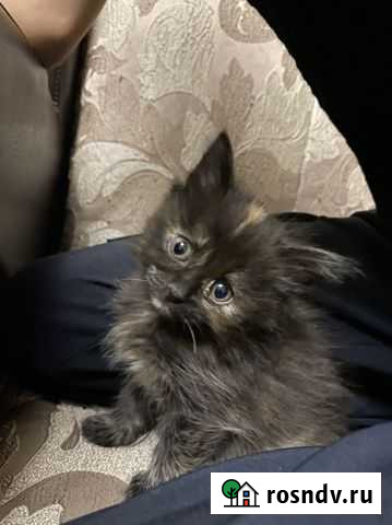 Котята в добрые руки Ногинск - изображение 1