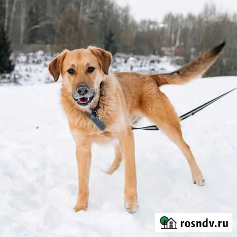 Собака золотистый ретривер ищет дом беслатно в доб Химки - изображение 1