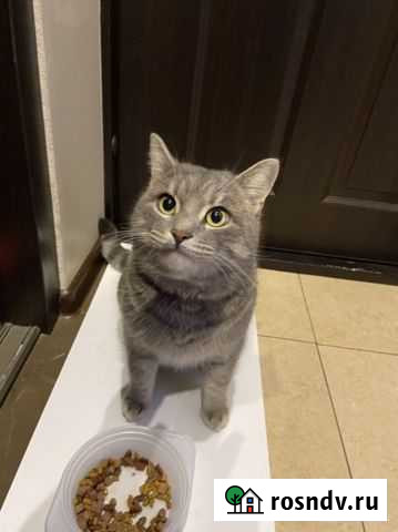 Лудик в добрые руки Новороссийск - изображение 1