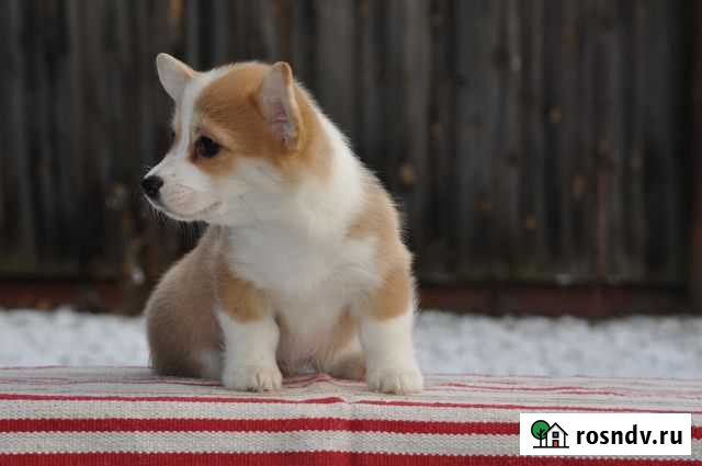 Коргаши - милаши Липецк - изображение 1