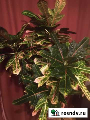 Кротон Барнаул - изображение 1