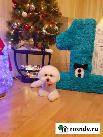 Бишон фризе вязка Владимир - изображение 1