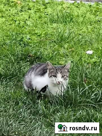 Кошка в дар Смоленск - изображение 1