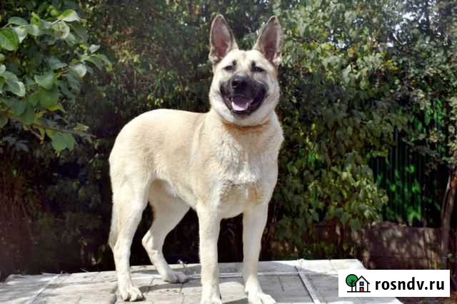 Замечательная девочка уна ищет дом Котельники - изображение 1