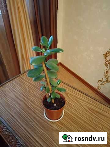 Детки толстянки (денежное дерево) Железногорск - изображение 1