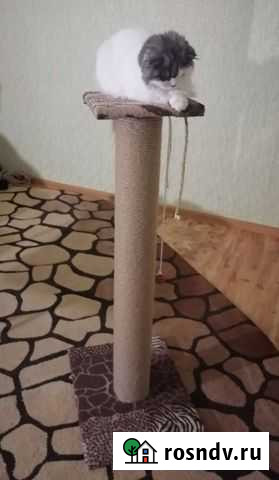 Когтеточка Южноуральск - изображение 1