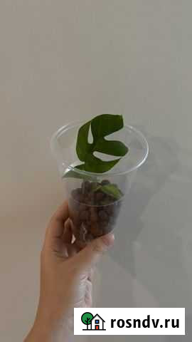 Рафидофора Тольятти - изображение 1