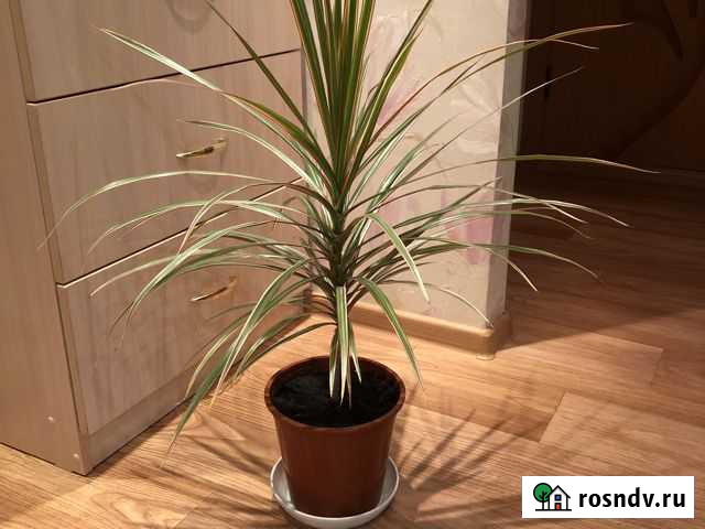 Драцена Юрга - изображение 1