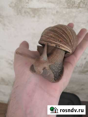 Улитки ахатины Нефтекамск - изображение 1