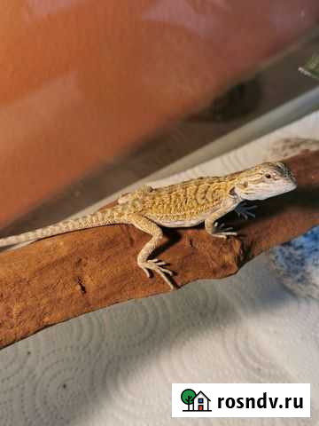 Бородатая агама Псков - изображение 1