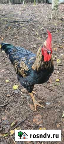 Продаю петушка Кубинка - изображение 1