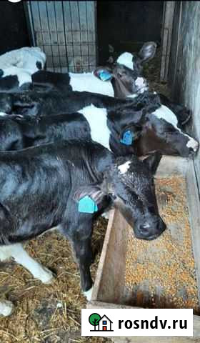 Бычки Тамала - изображение 1