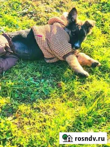 Отдаю 2 щенков Мишу и Гену в дар, очень хорошие Малоярославец - изображение 1