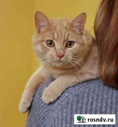 Сладкий Персик ищет дом Таганрог