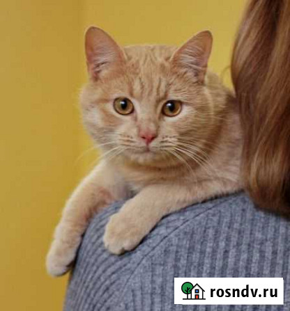 Сладкий Персик ищет дом Таганрог - изображение 1