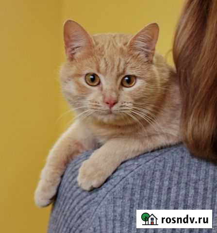 Сладкий Персик ищет дом Таганрог - изображение 1