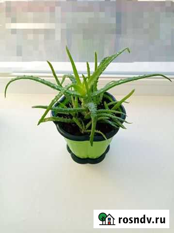 Цветок Алоэ Пенза - изображение 1