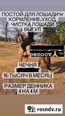Постой лошадей Грозный