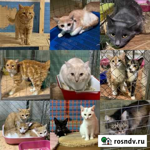 Кошки, Котики, Котята ждут Хозяев Тюмень - изображение 1