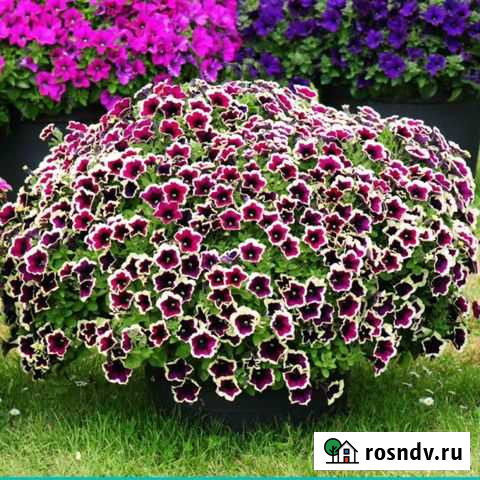Вегетативная петуния Тольятти - изображение 1
