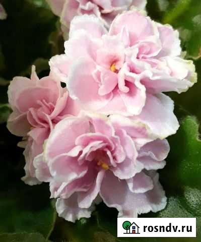 Фиалка Балаково - изображение 1