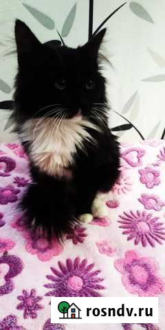 Кот молодой бесплатно Углич - изображение 1