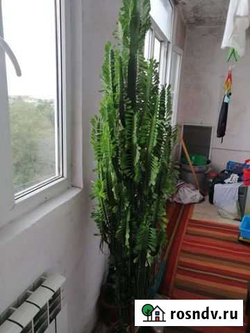 Молочай Махачкала - изображение 1