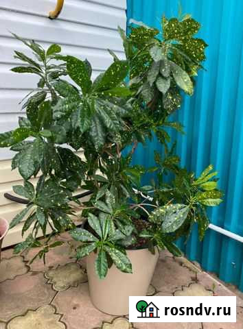 Аукуба японская, для офиса Комсомольск-на-Амуре - изображение 1