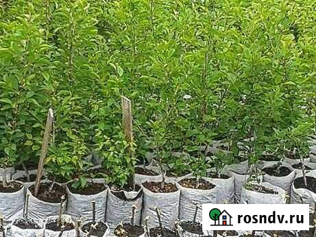 Саженцы Порхов - изображение 1