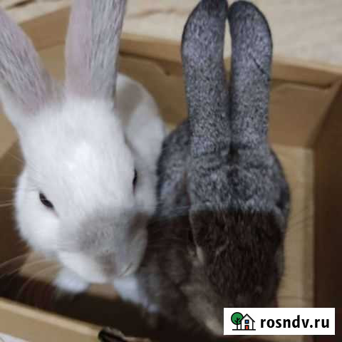 Декоративные кролики Астрахань - изображение 1