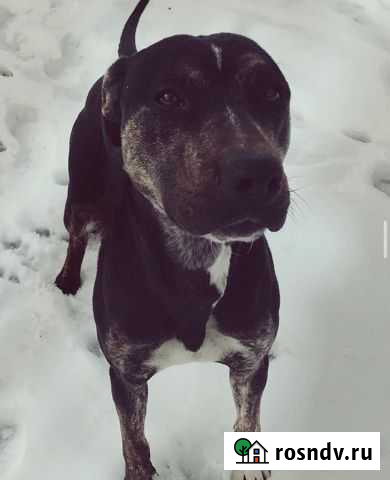 В добрые руки Майкоп - изображение 1